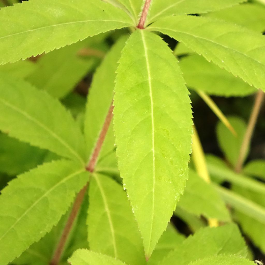 Veronicastrum virginicum Temptation - Véronique de Virginie