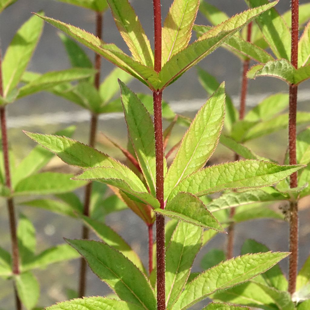 Véronique Apollo - Veronicastrum virginicum Apollo