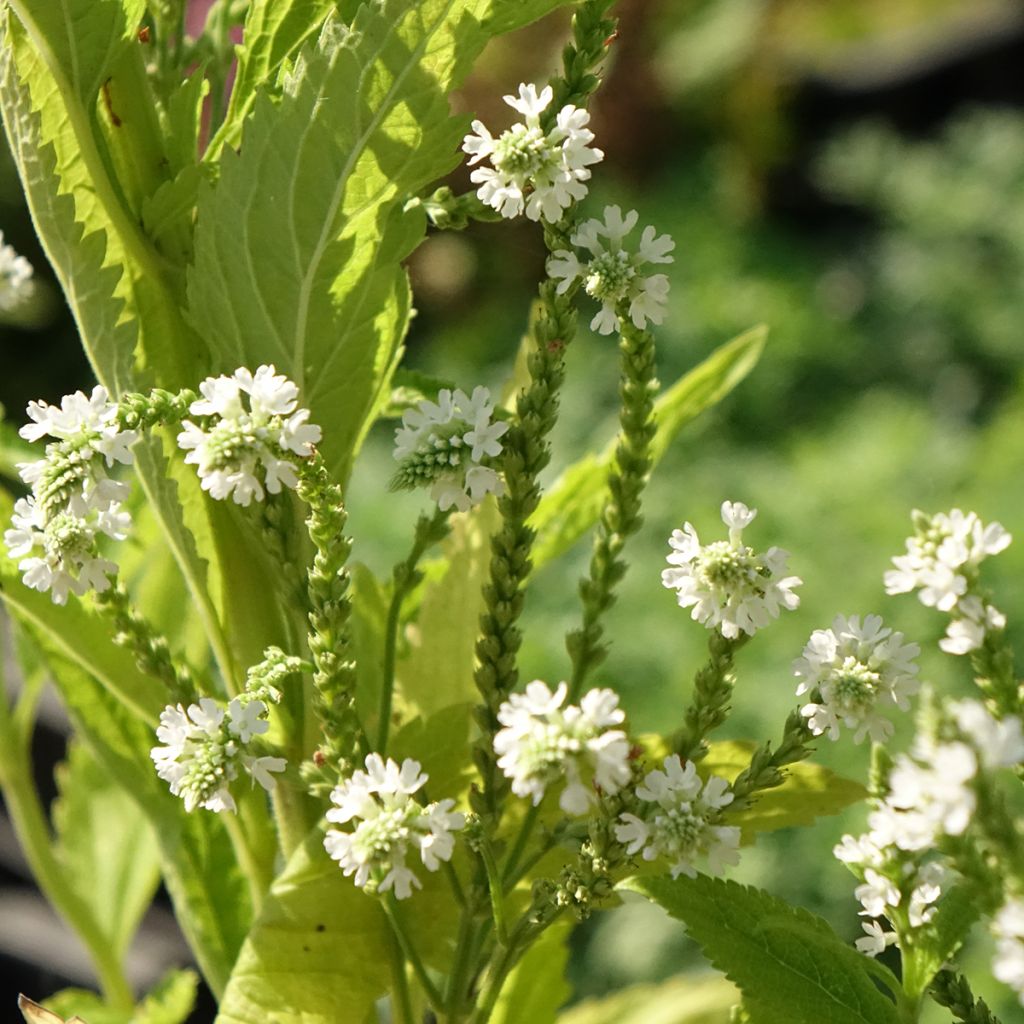 Verveine hastée White Spires - Verbena hastata White Spires