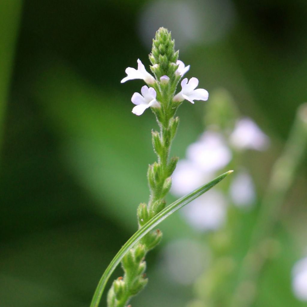 Verveine officinale - Verbena officinalis