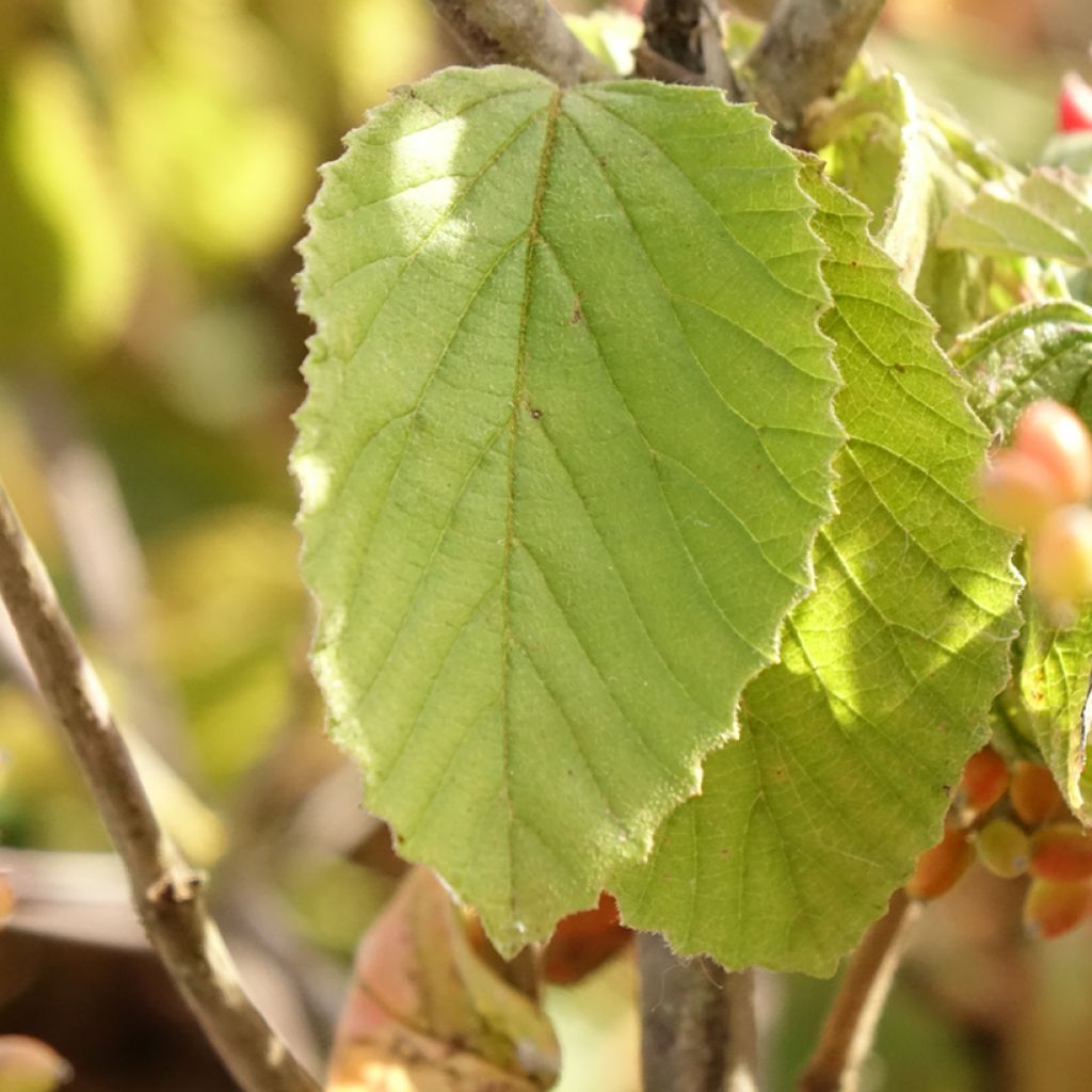 Viburnum dilatatum Michael Dodge