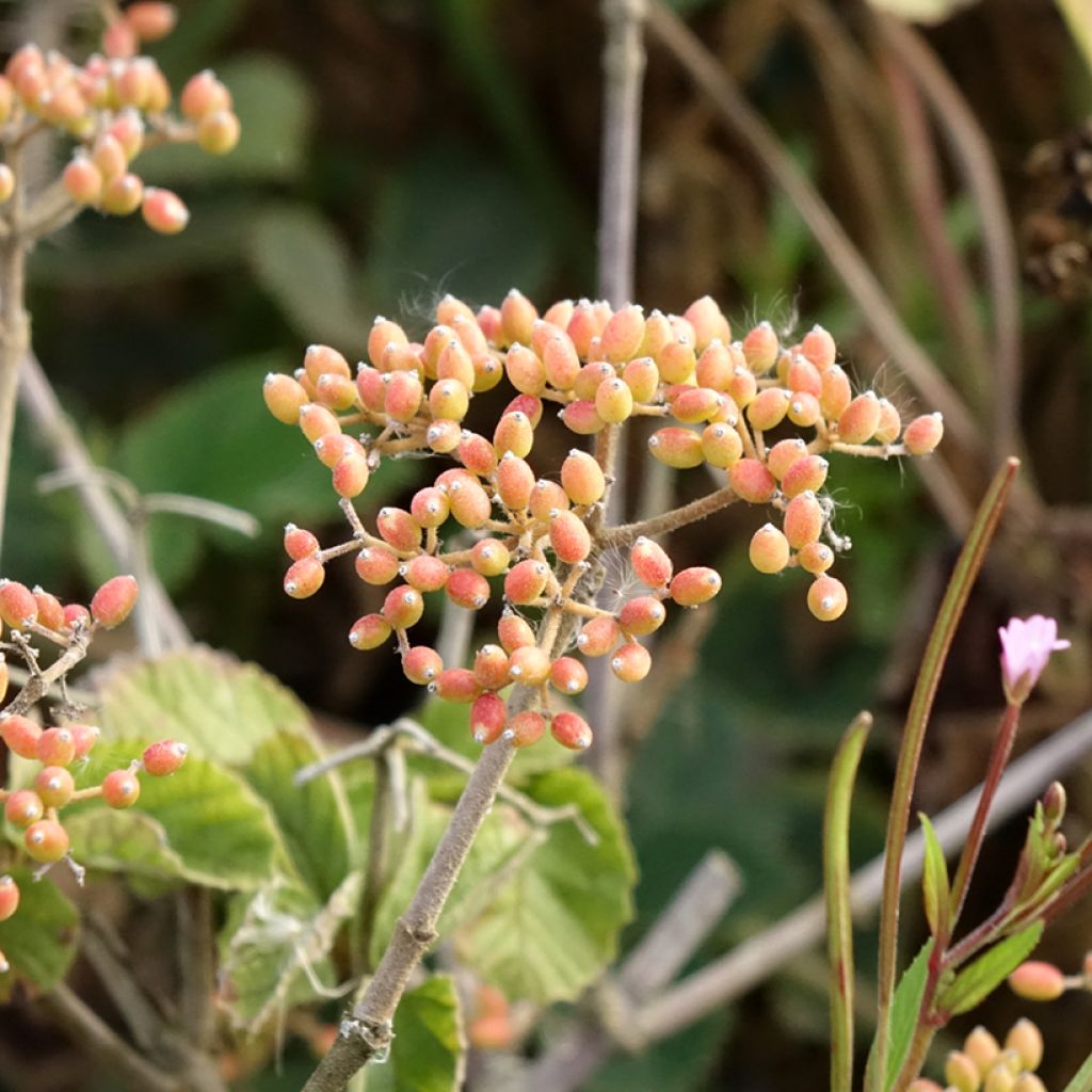 Viburnum dilatatum Michael Dodge