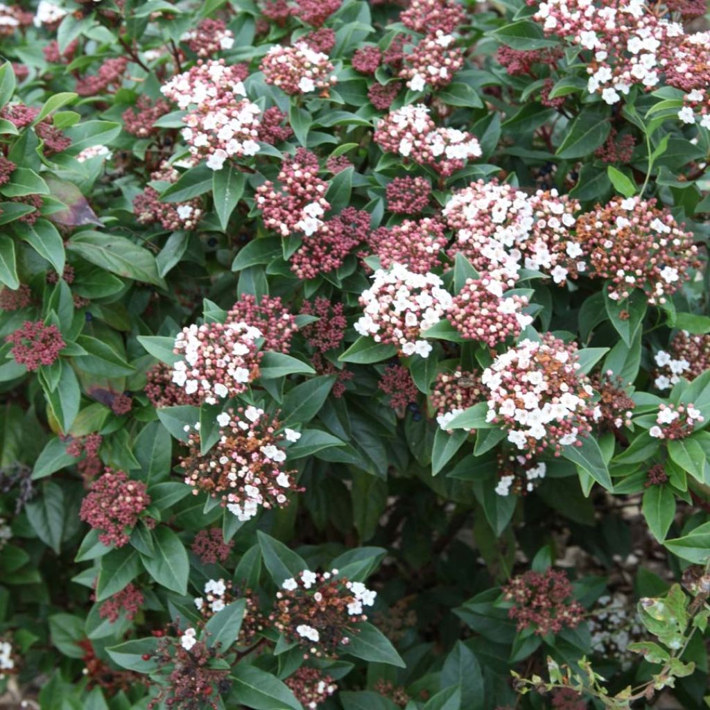 Viburnum tinus Spirit - Laurier tin