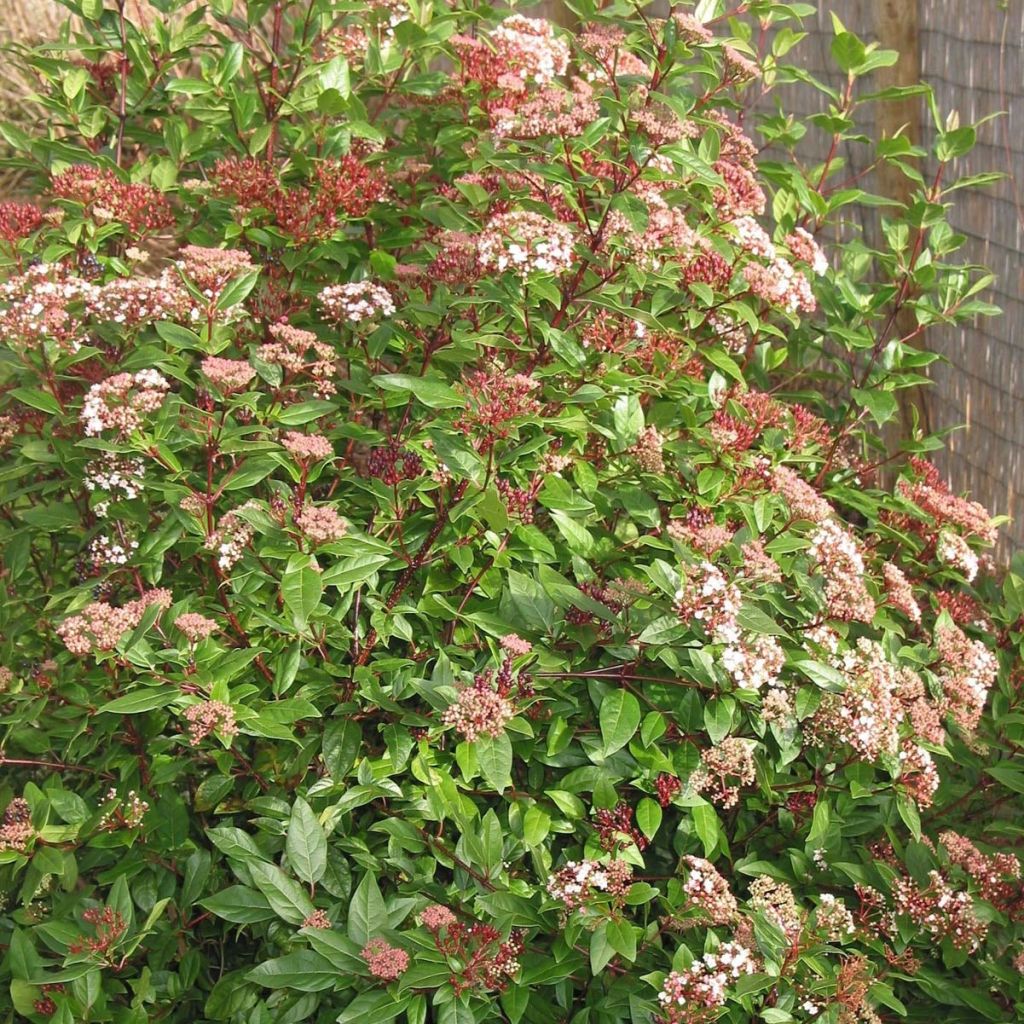 Viburnum tinus Spirit - Laurier tin