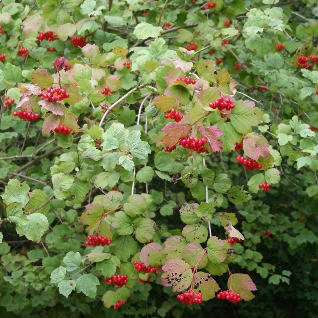 Viorne obier - Viburnum opulus