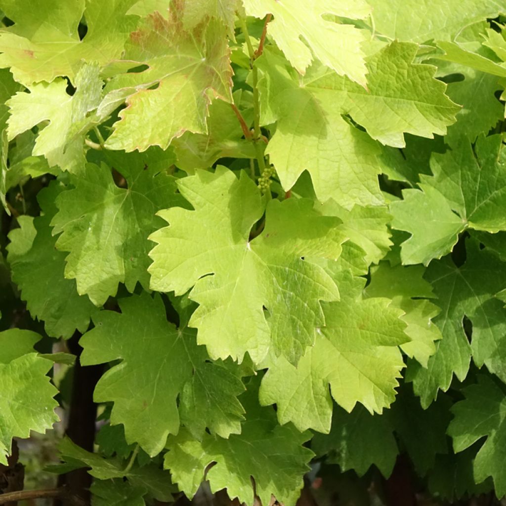 Vigne Albarossa - Vitis vinifera