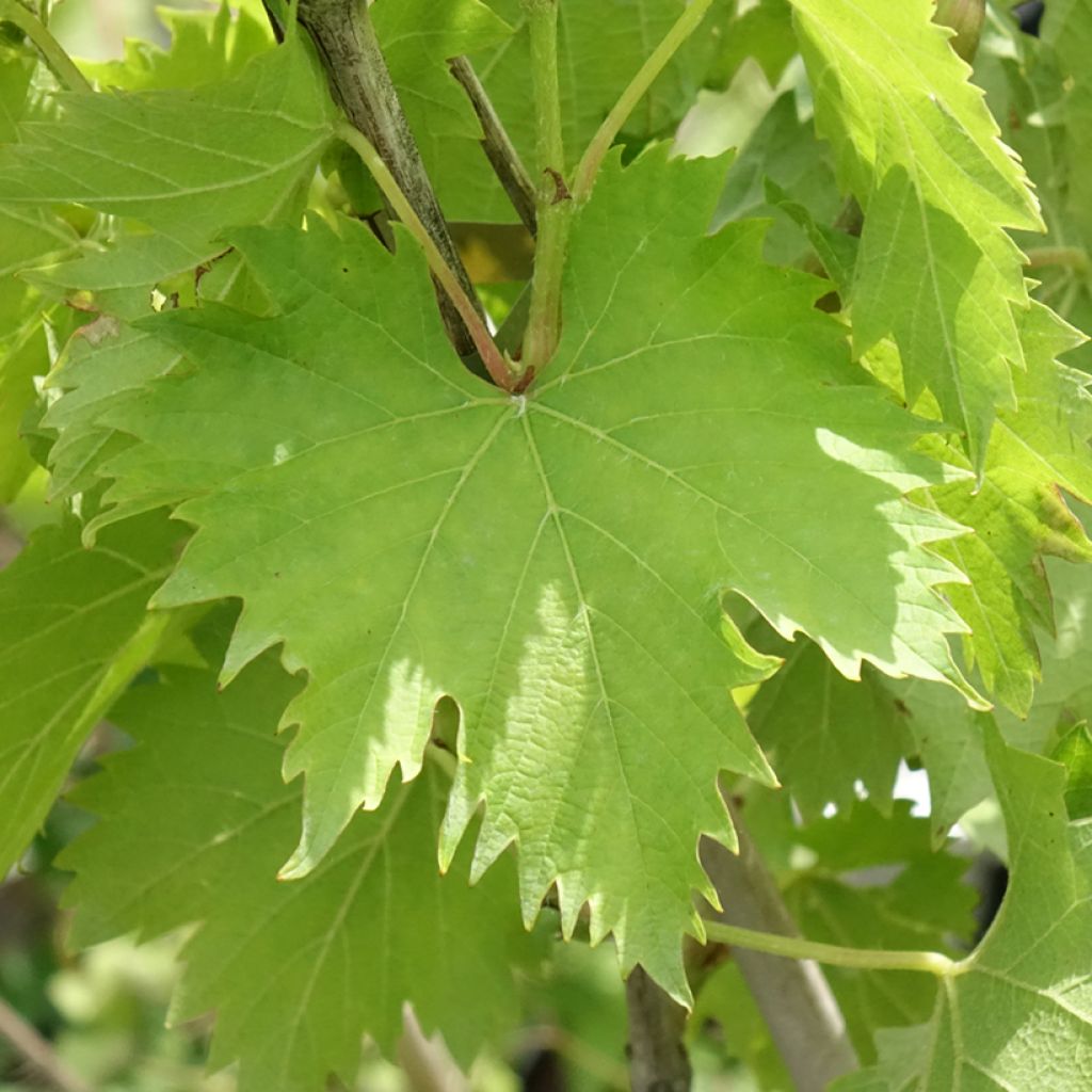 Vigne Ampelia Amandin