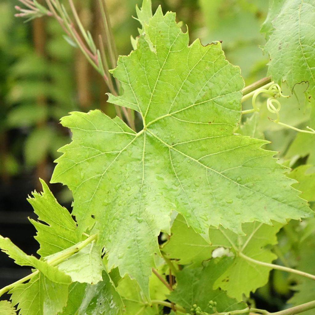 Vigne Ampelia Candin