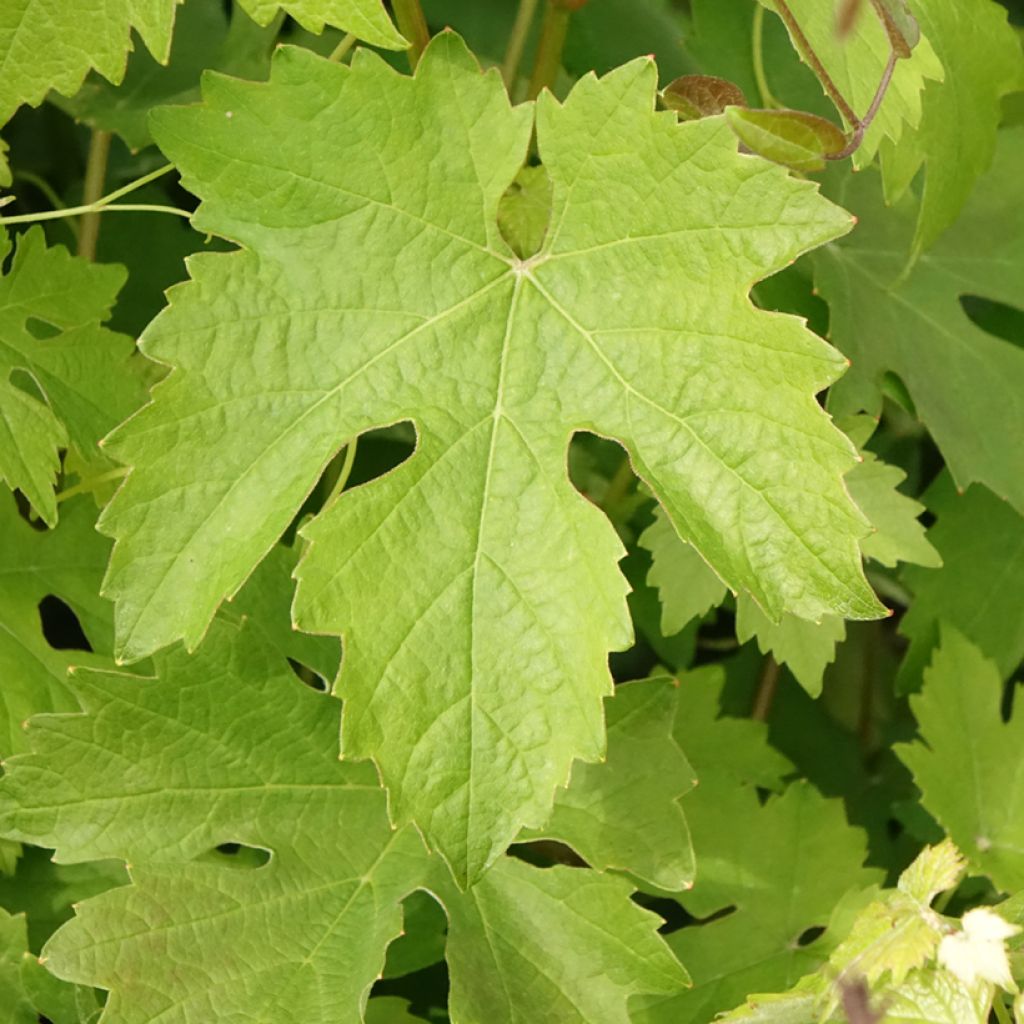 Vigne Barbera - Vitis vinifera