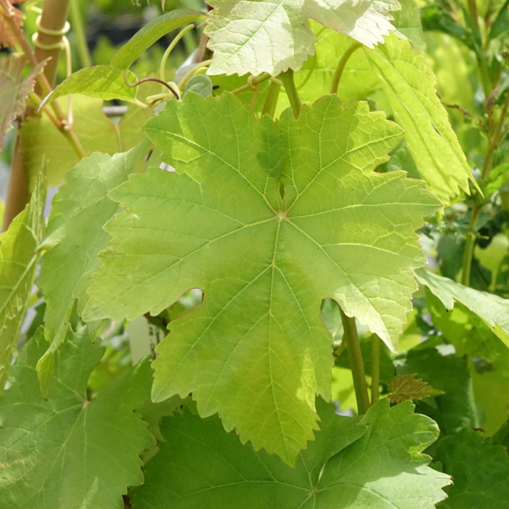 Vigne Bianca - Raisin blanc