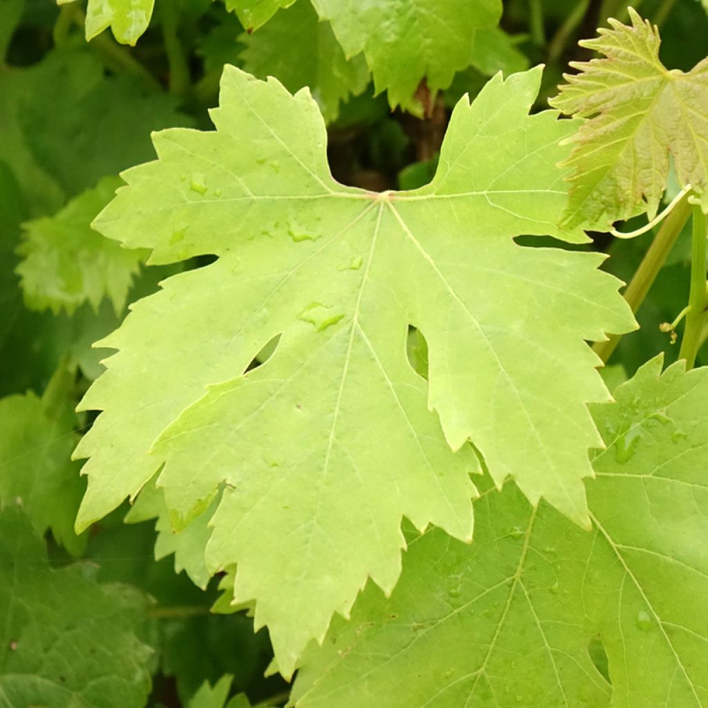 Vigne Cardinal