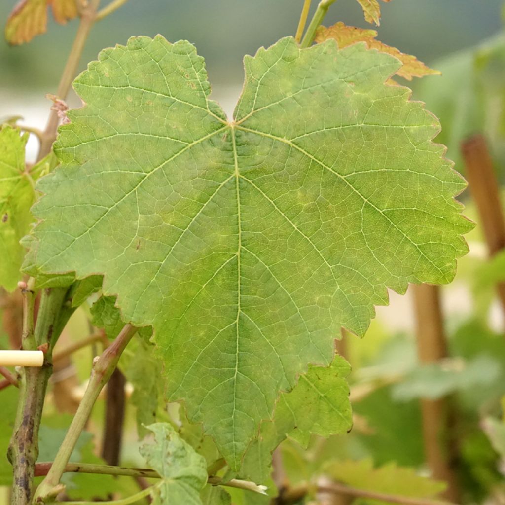 Vigne Chasselas Doré