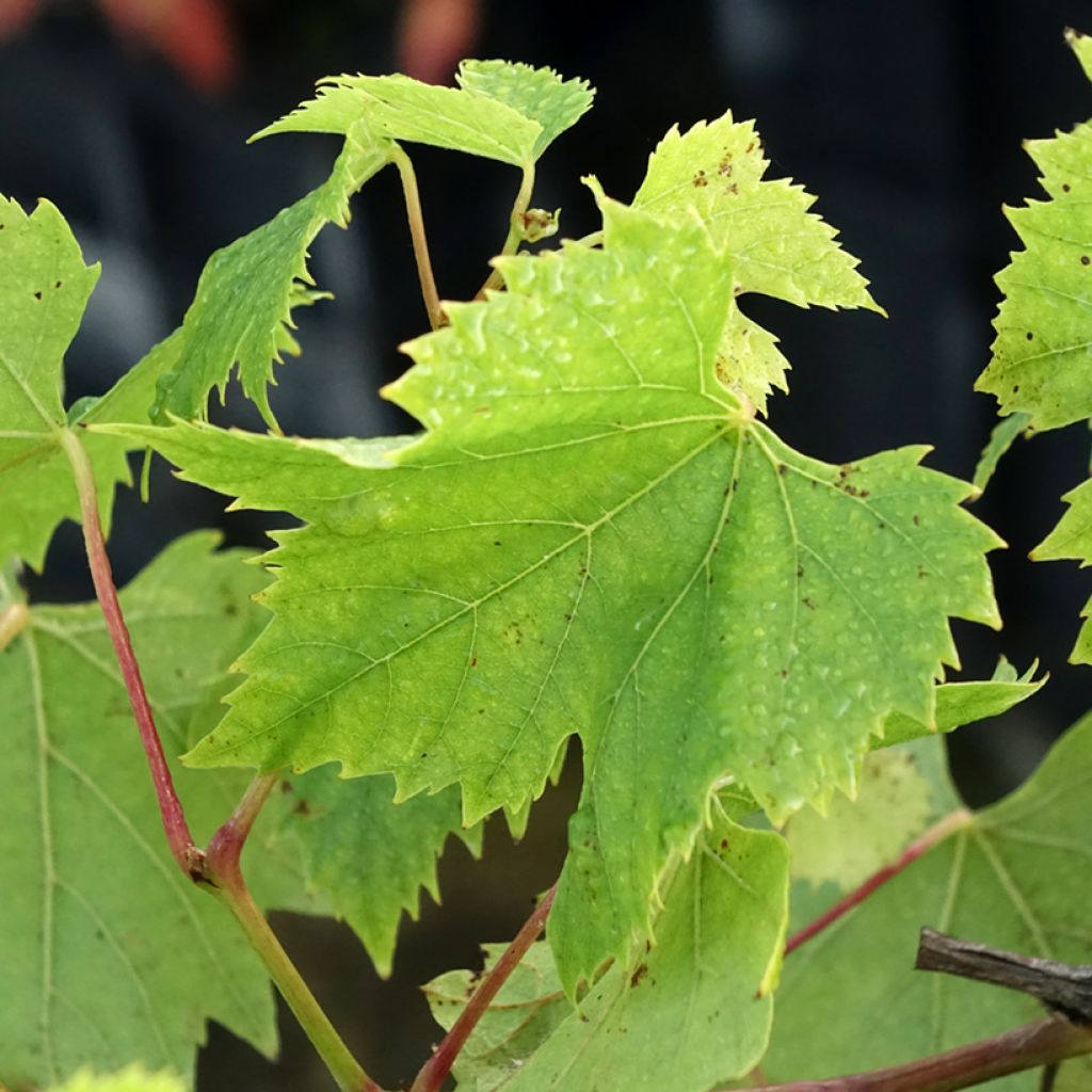 Vigne Chasselas Fontainebleau