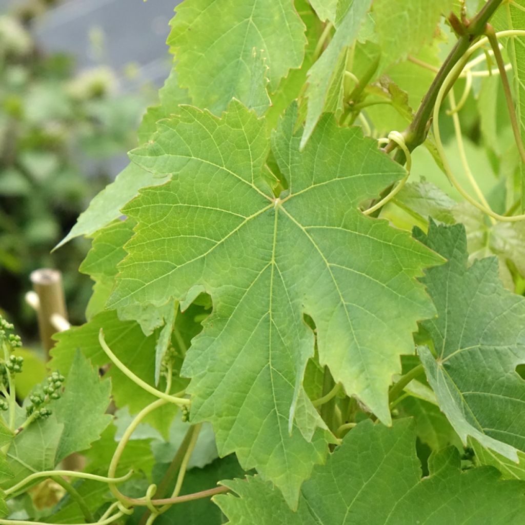 Vigne Chasselas Rose
