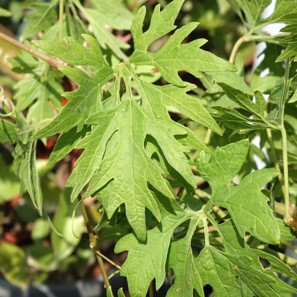 Vigne Chasselat Cioutat