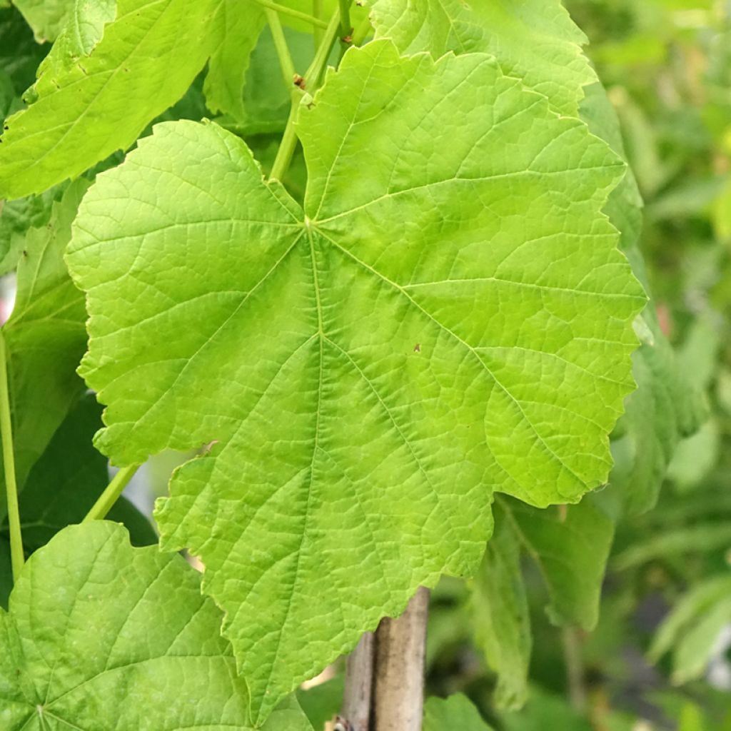 Vigne Citrina - Vitis vinifera