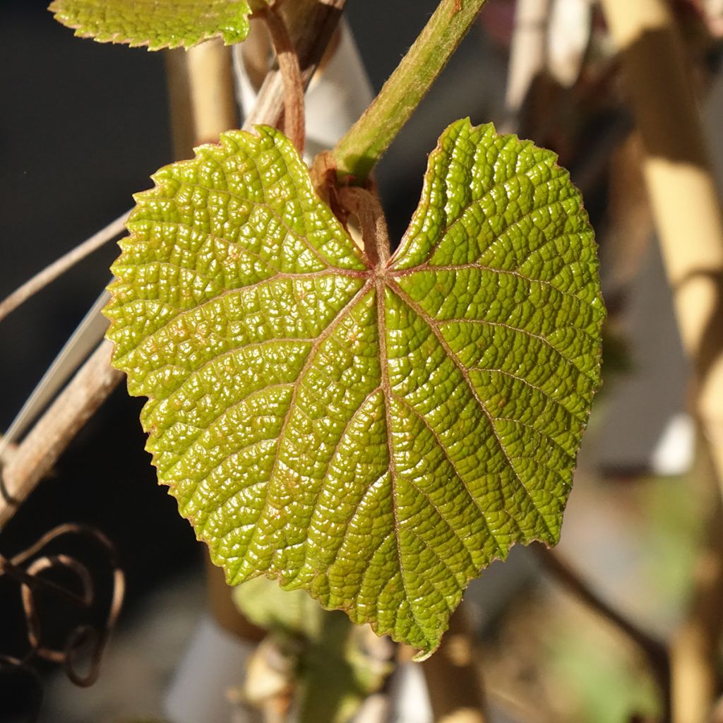 Vigne d'ornement - Vitis coignetiae Sunning Dale