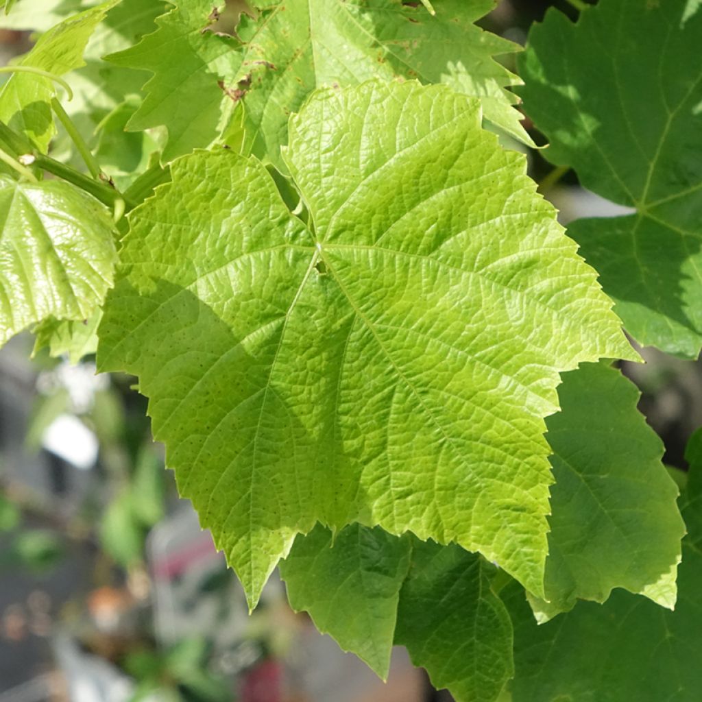 Vigne de table Ambra - Vitis hybrida