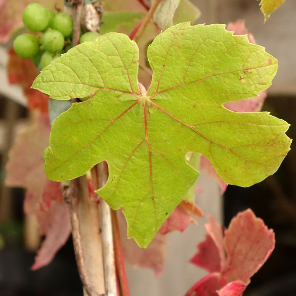 Vigne de table Attika - Vitis vinifera