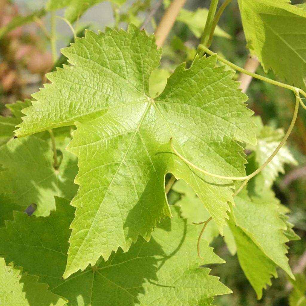 Vigne de table Autumn Royal - Variété rouge apyrène