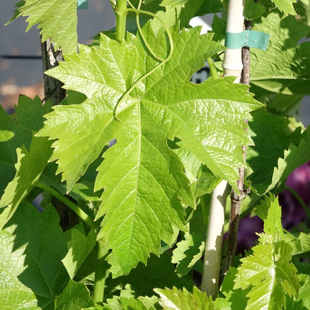 Vigne de table Corniola - Vitis vinifera
