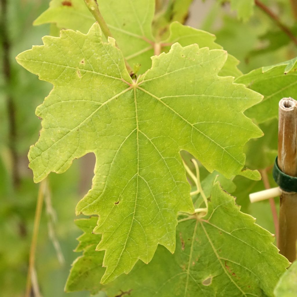Vigne de table Crimson Seedless - Vitis vinifera  