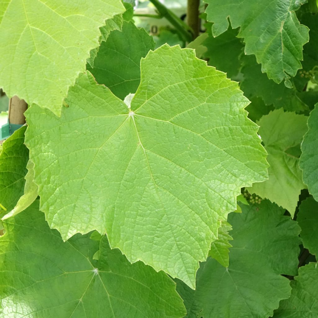 Vigne de table Francese Bianca, Blanche de France - Vitis 