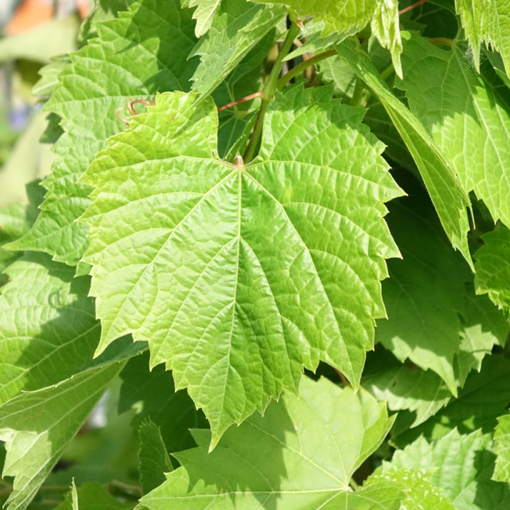 Vigne de table Francese Nera, Noire de France - Vitis x hybrida