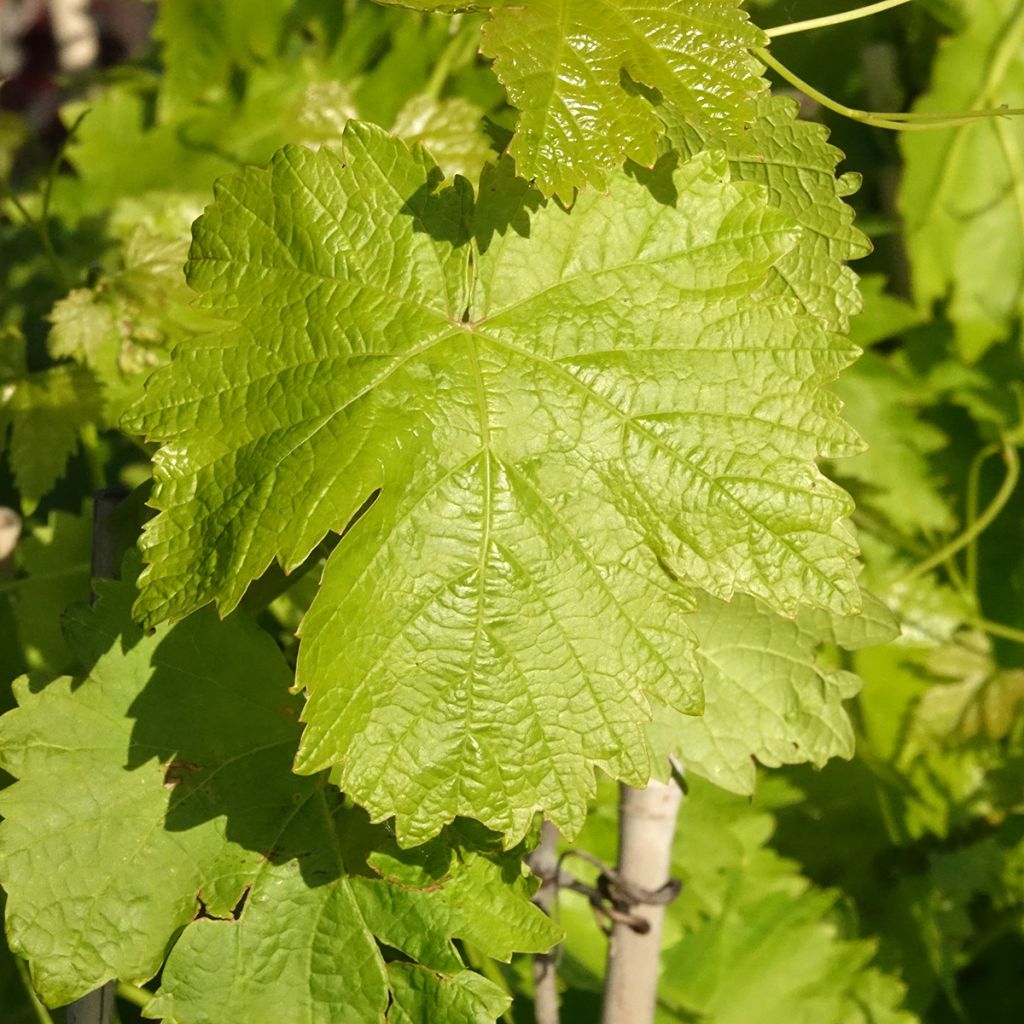 Vigne de table Leopoldo - Vitis vinifera