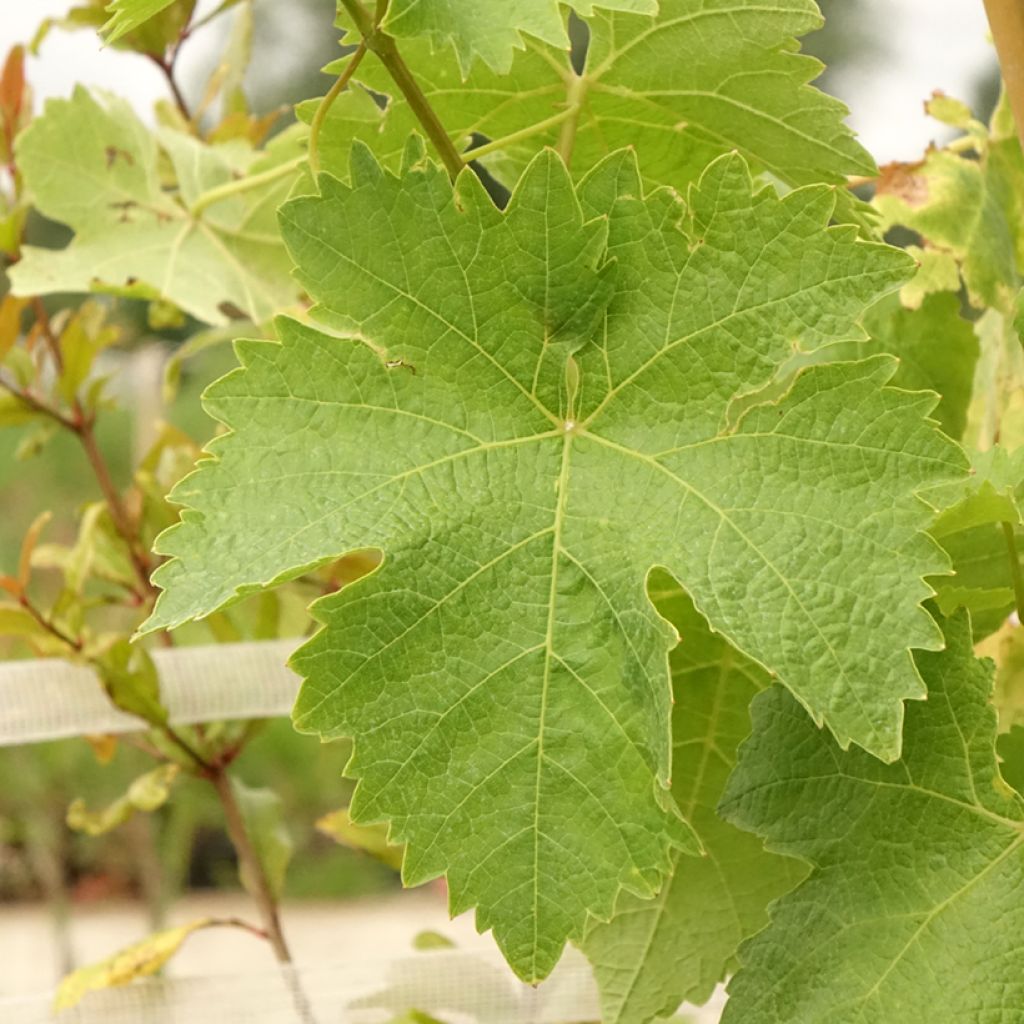Vigne de table Lilla - Vitis vinifera 