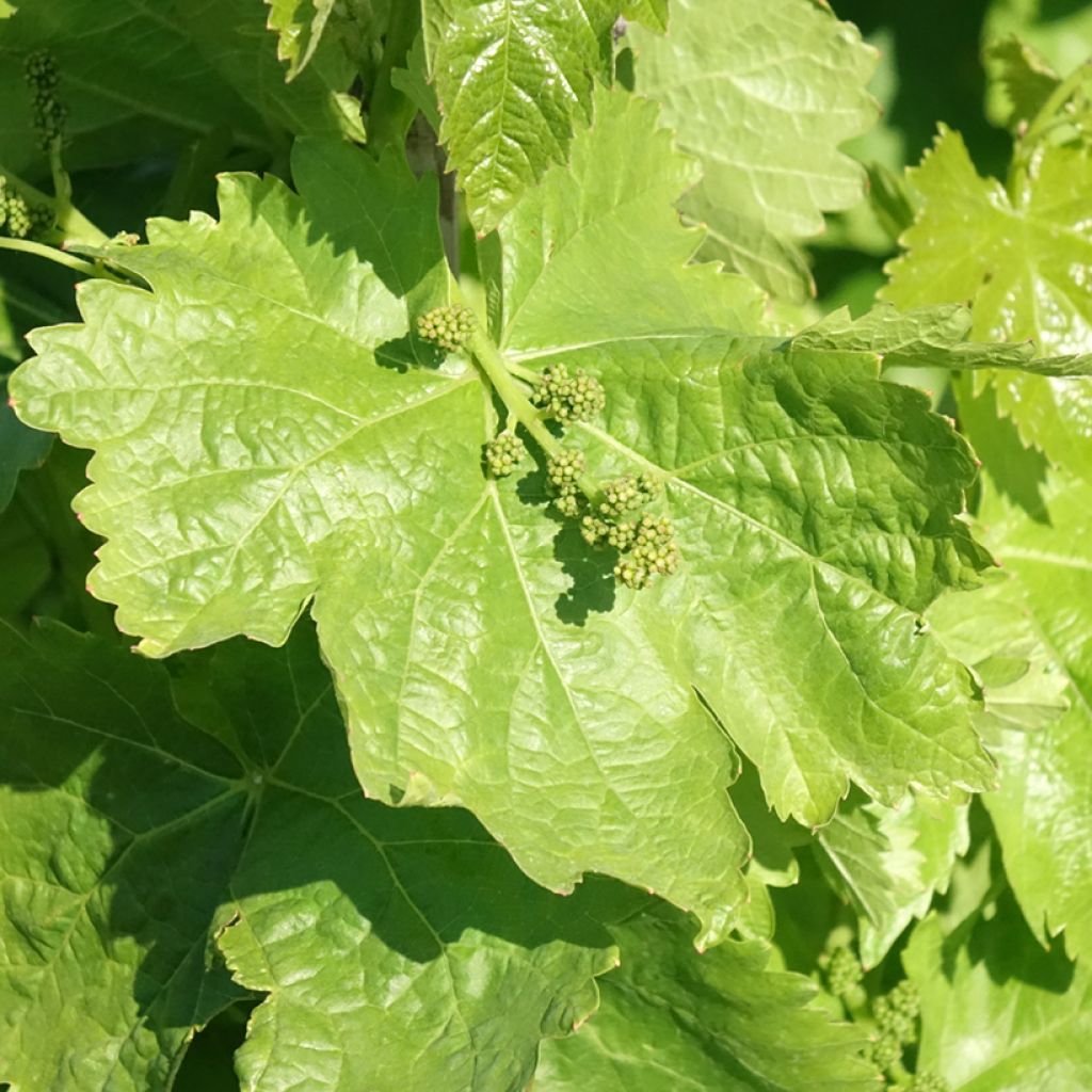 Vigne de table Michele Palieri - Vitis vinifera