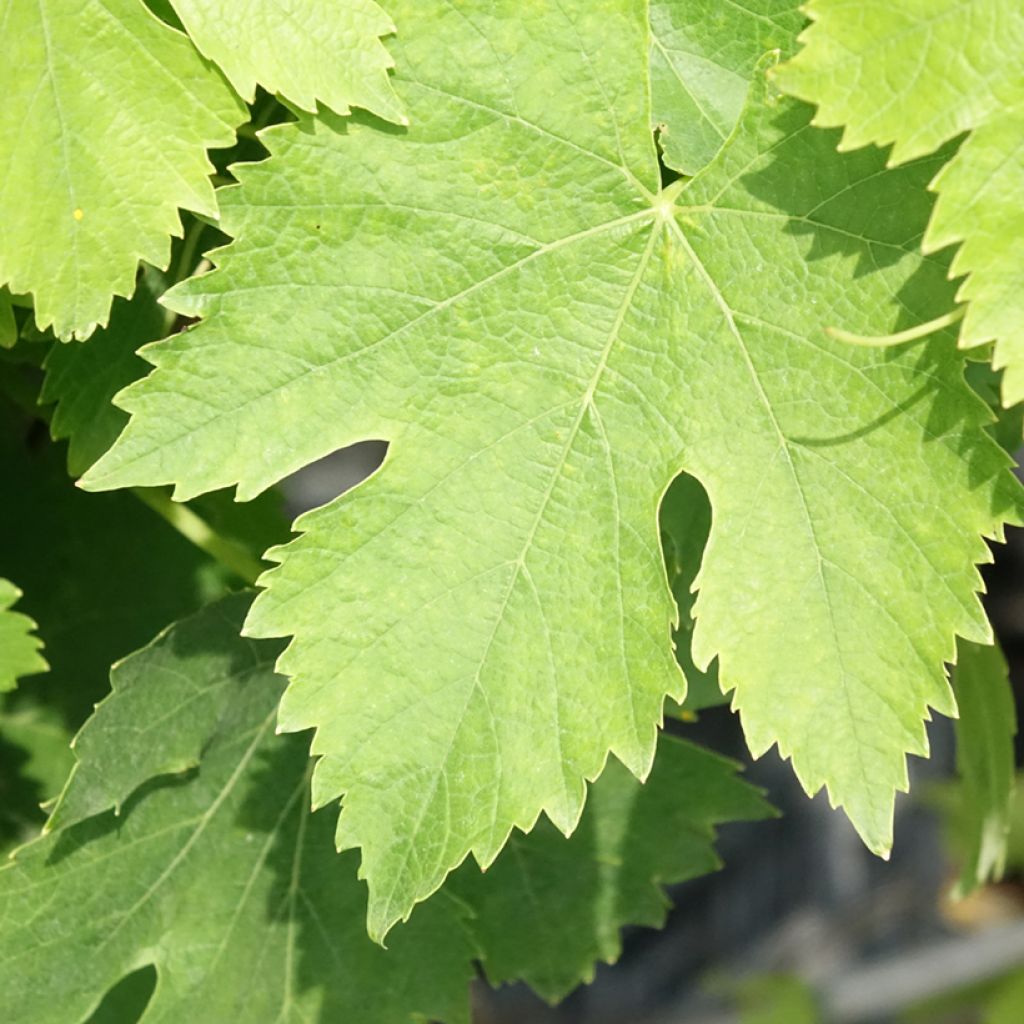 Vigne de table Moscato Giallo - Vitis vinifera