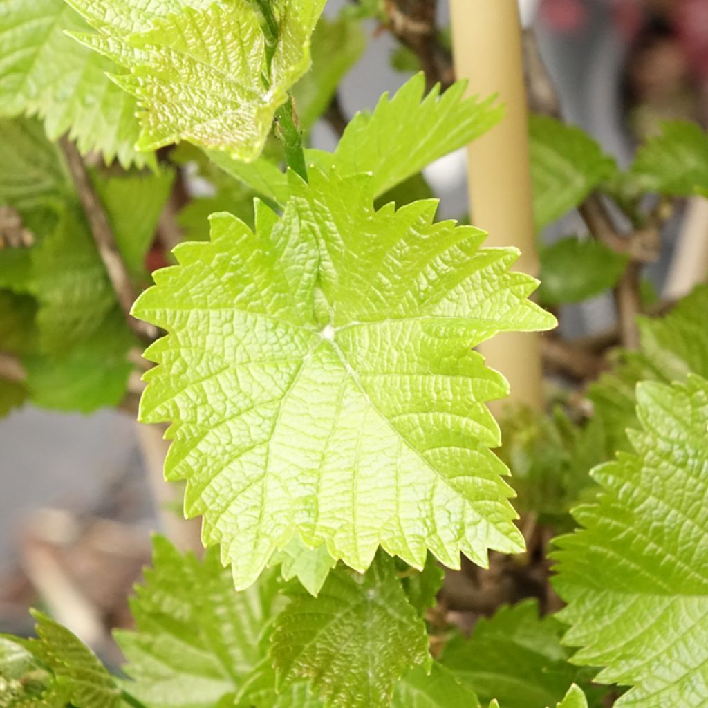 Vigne de table Picurka - Vitis vinifera