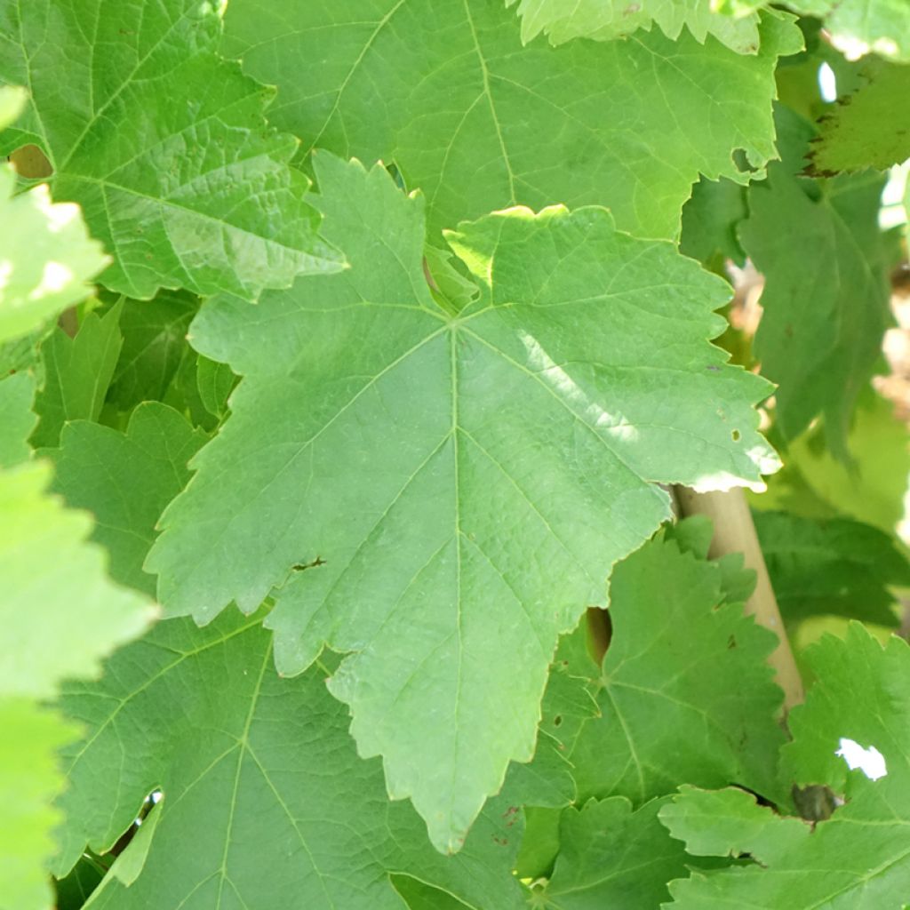 Vigne de table Pizzutello Bianco, Cornichon blanc - Vitis vinifera