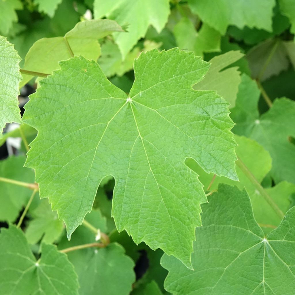Vigne de table Pizzutello Nero - Vitis vinifera