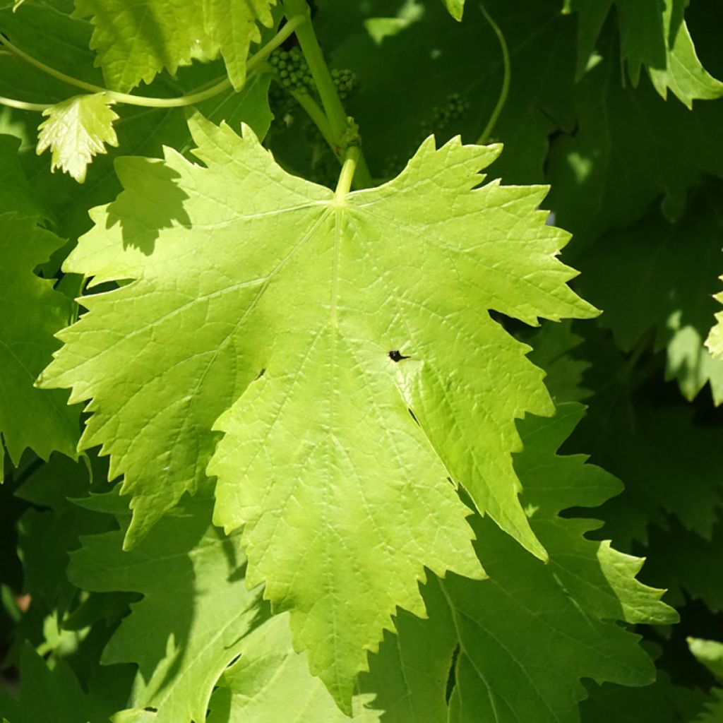 Vigne de table Regina Nera - Vitis vinifera