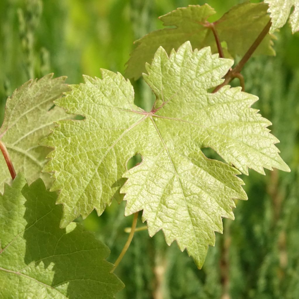 Vigne de table Roi des Précoces