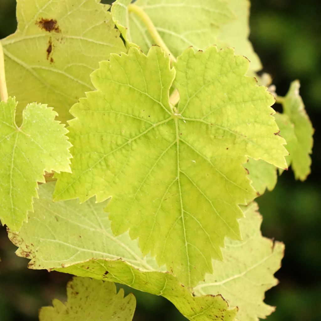 Vigne de table Vanessa - Vitis vinifera