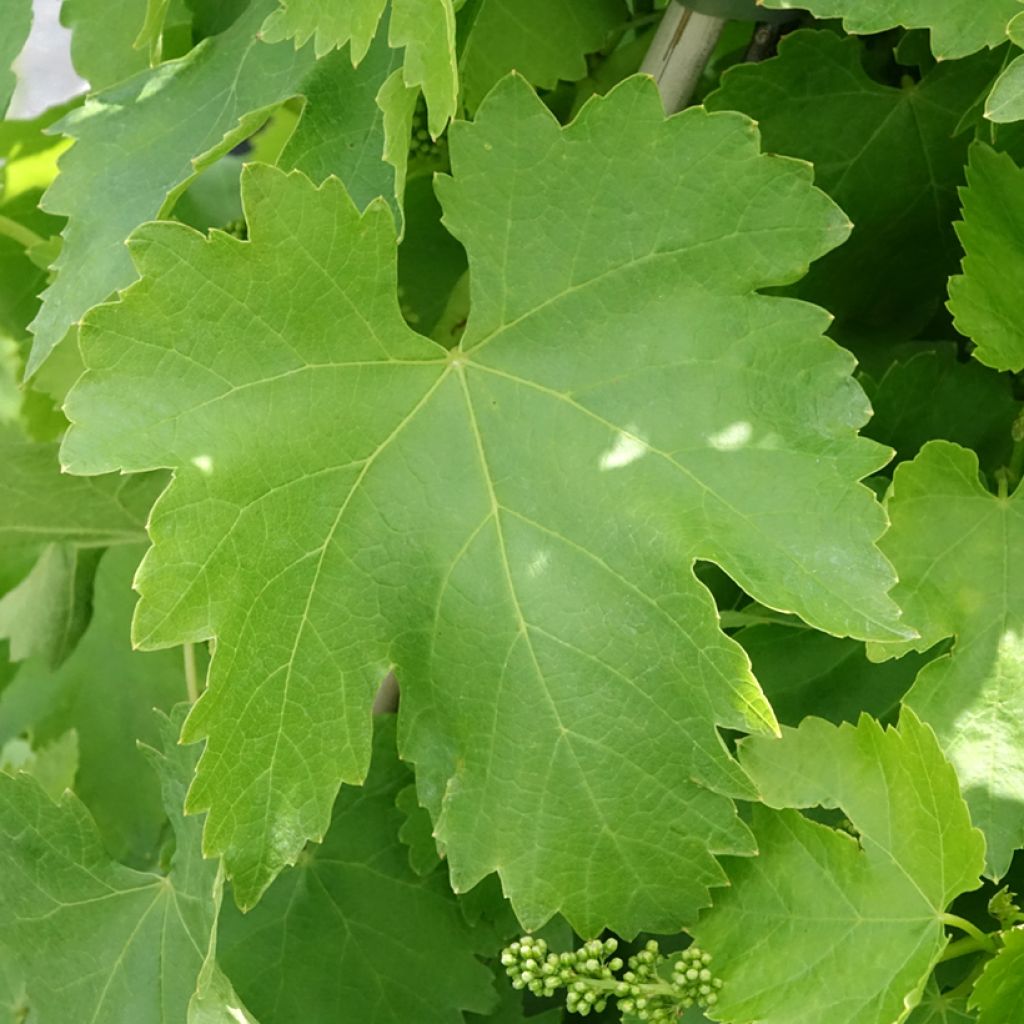Vigne de table Vittoria, Victoria - Vitis vinifera