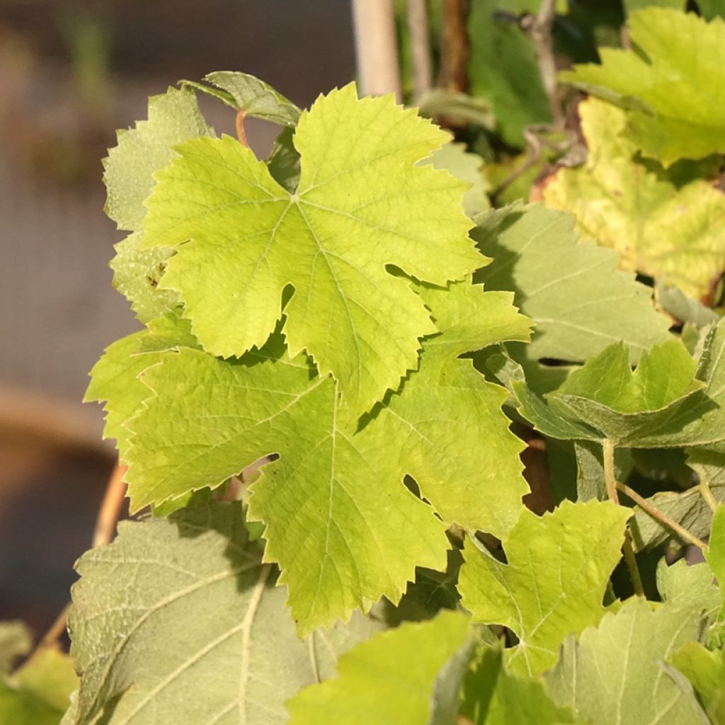 Vigne Delizia di Vaprio