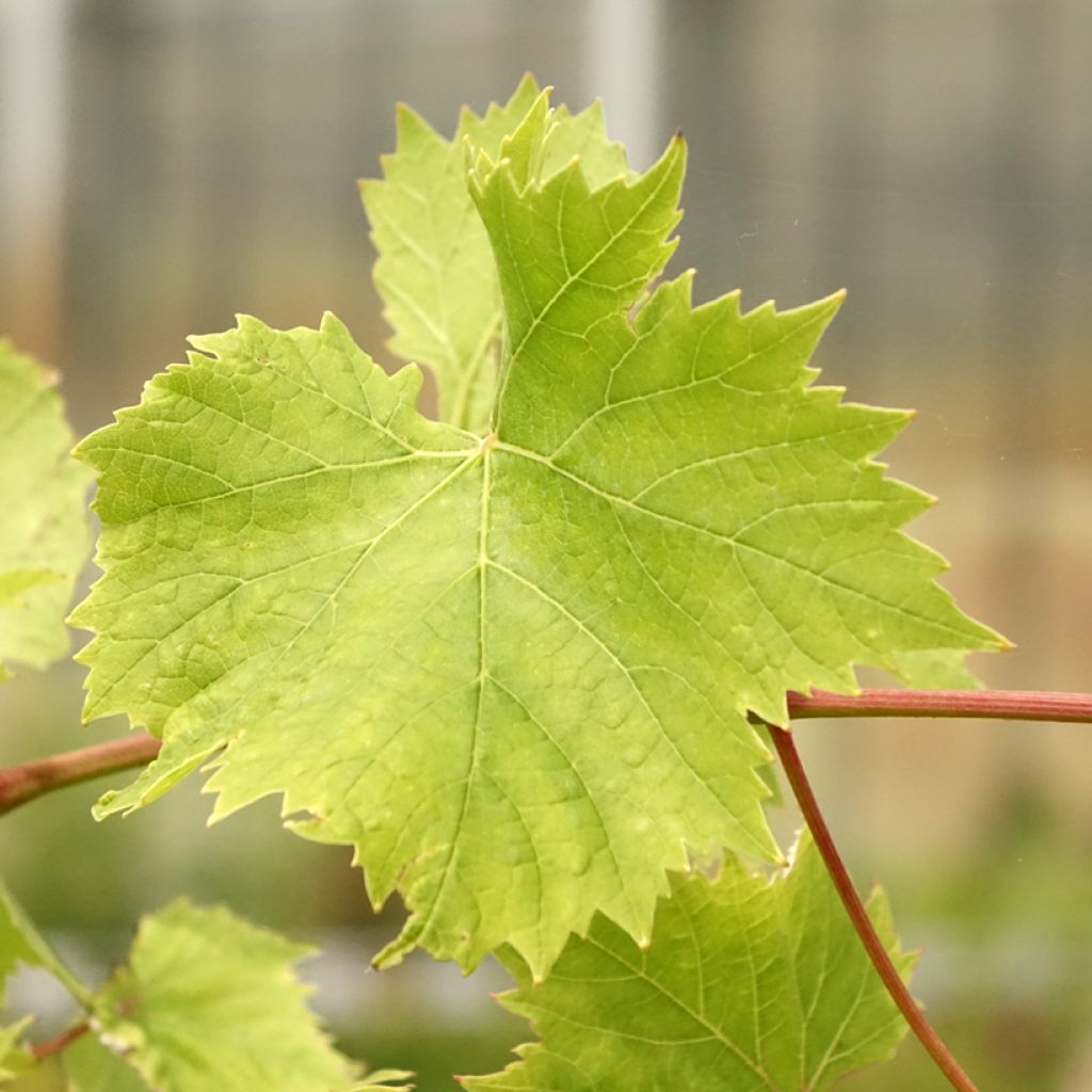 Vigne Evita