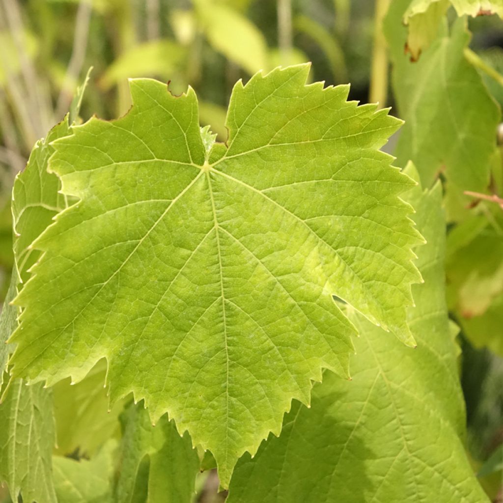 Vigne Exalta