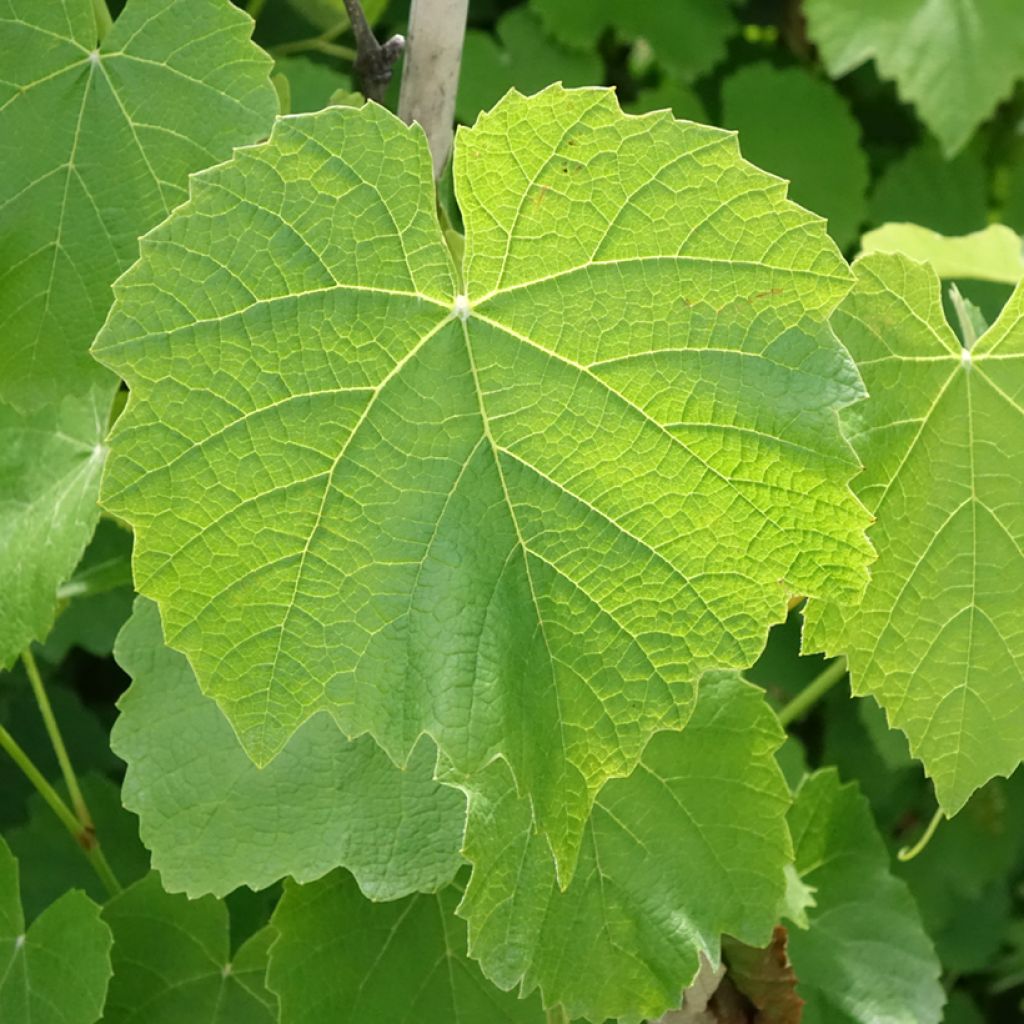 Vigne Fragola Nera Précoce - Raisin fraise