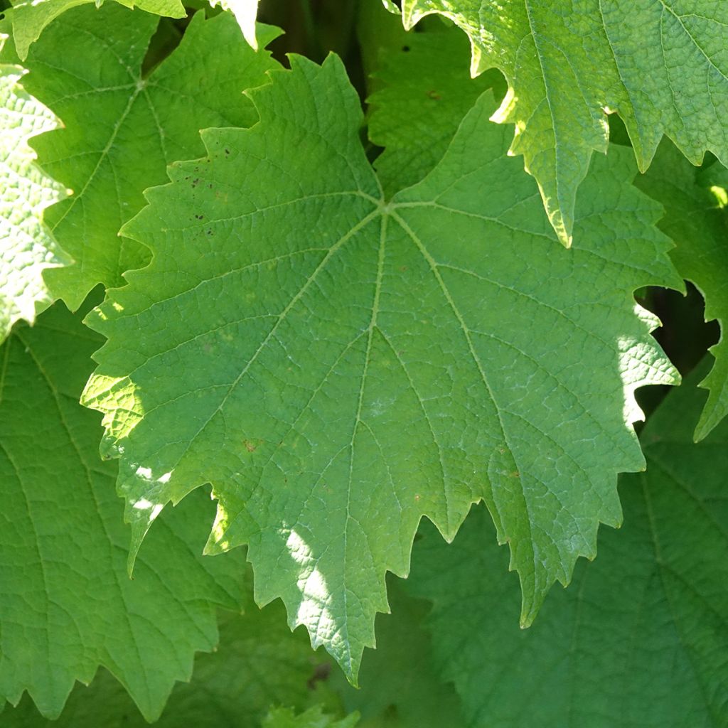 Vigne Galante