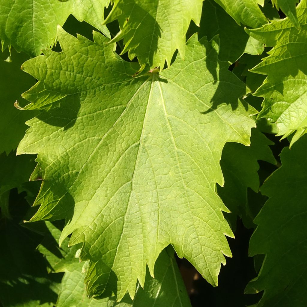 Vigne Garant - Vigne de table dorée