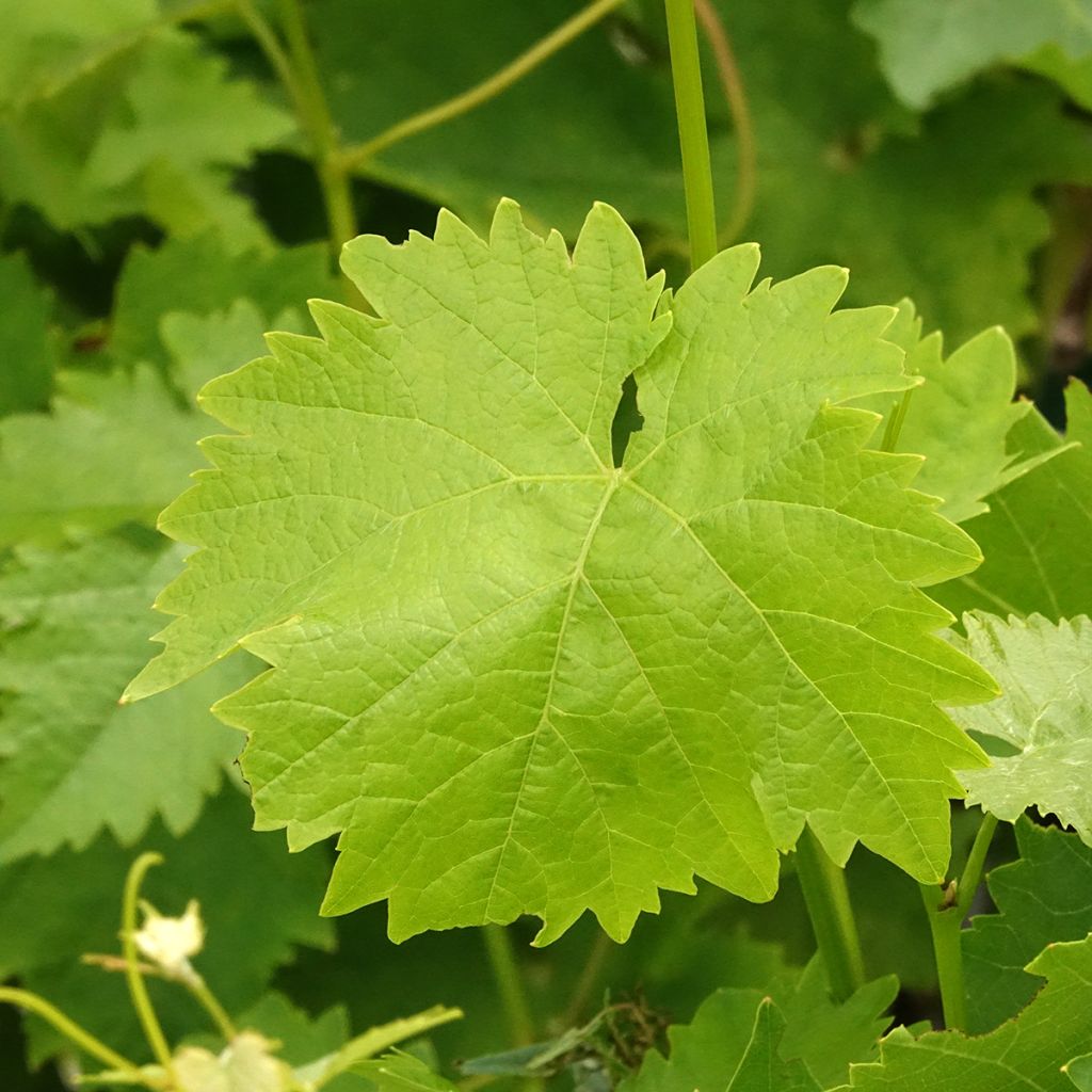 Vigne Italia