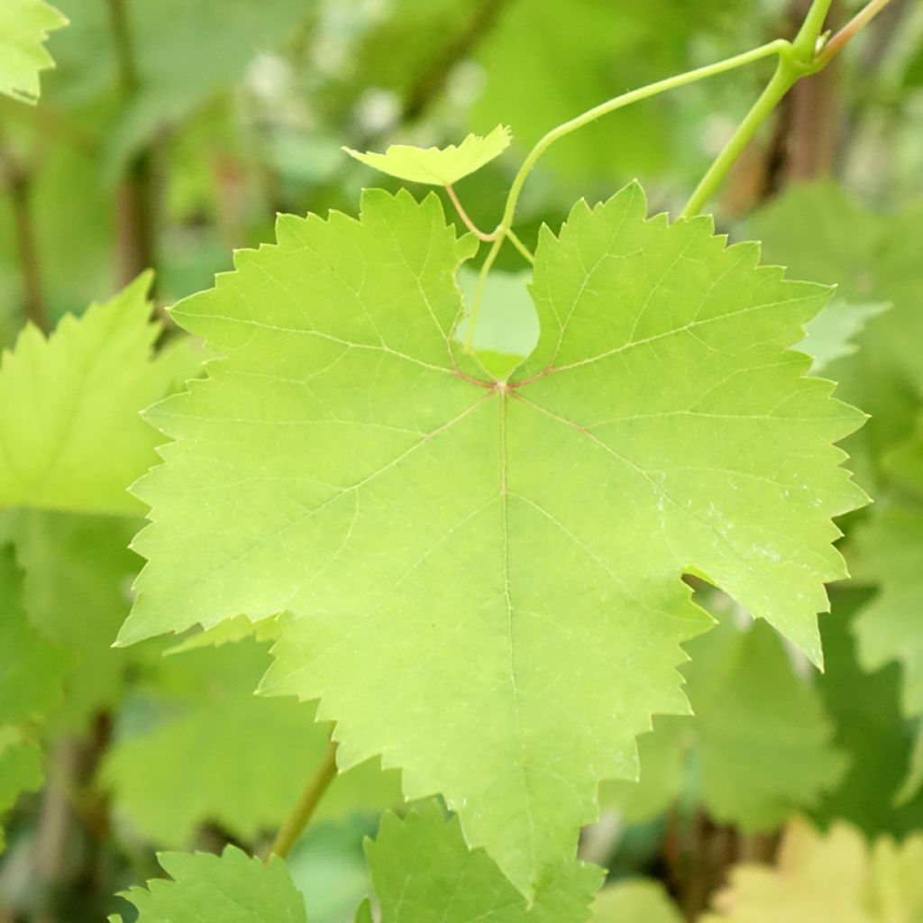 Vigne Madeleine Royale (Madeleine Impériale)