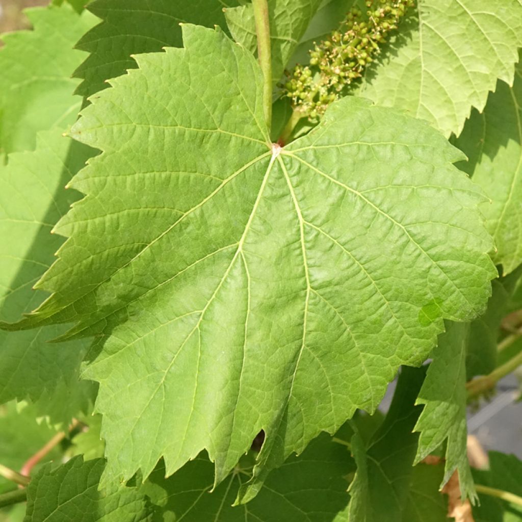 Vigne Marechal Foch - Vitis x vinifera