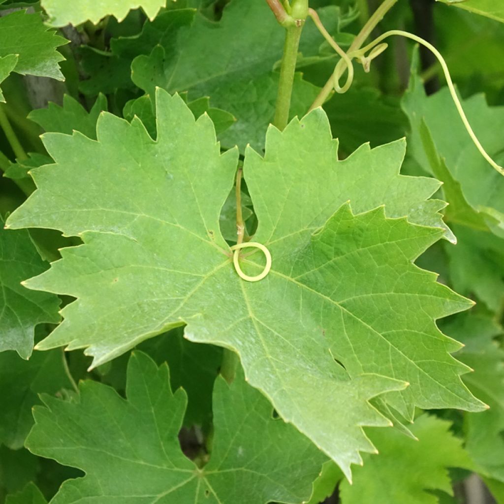 Vigne Matilde