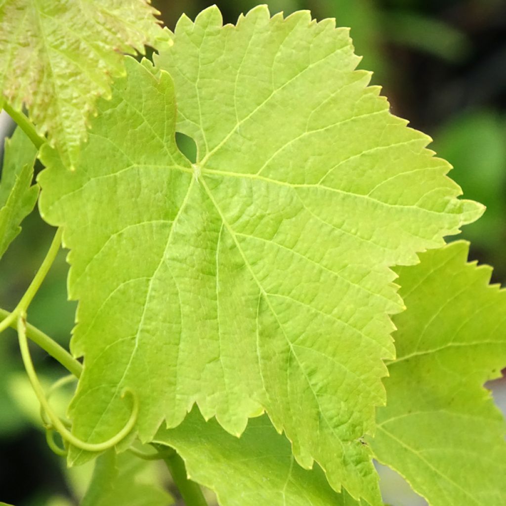 Vigne Merlot